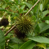 Allamanda schottii Pohl